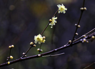 1月4日，杭州植物园灵峰腊梅开放。（记者魏炜摄）.JPG