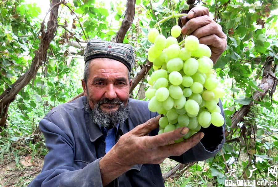 新疆沙雅葡萄村木纳格葡萄熟了