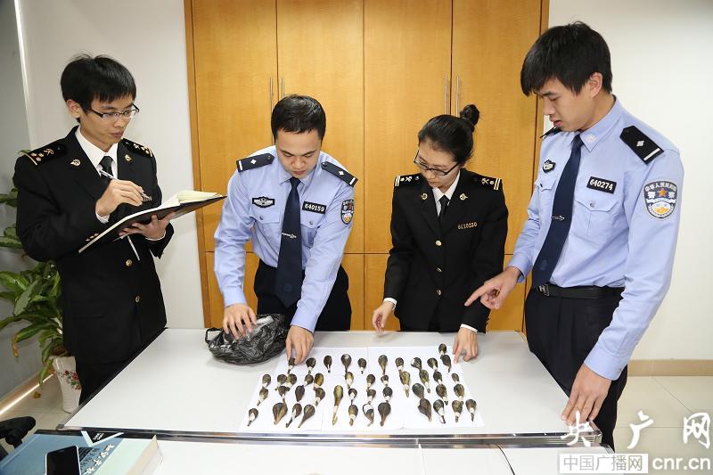 三亚海关旅检现场首次查获野生黑熊熊胆