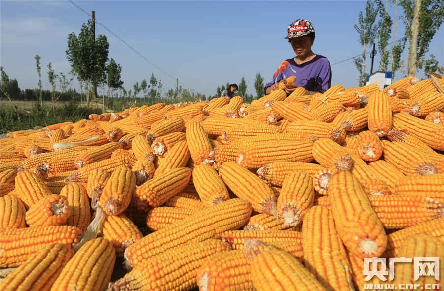 新疆焉耆万亩玉米喜获丰收 平均亩产超790公斤