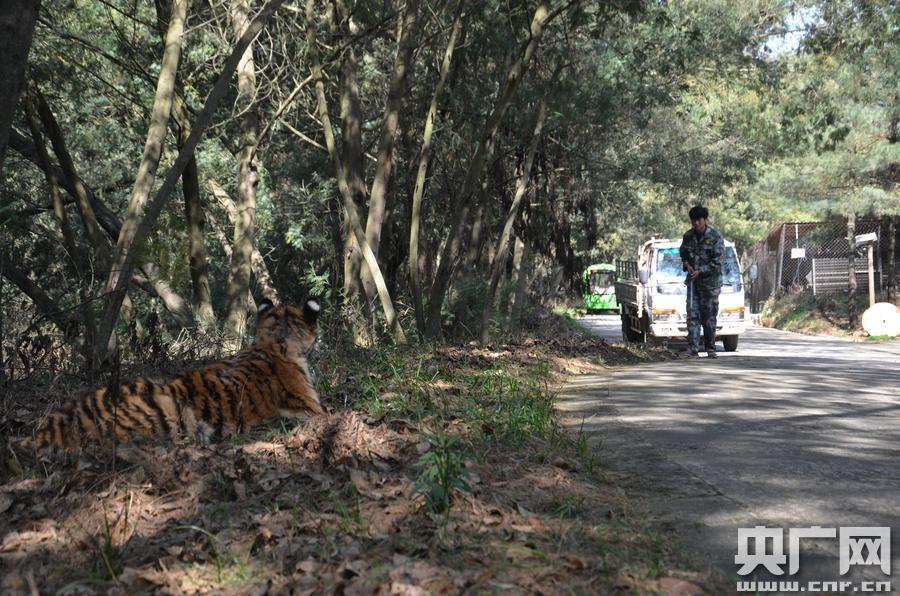 云南野生动物园在全国首次用真老虎演练猛兽逃笼应急