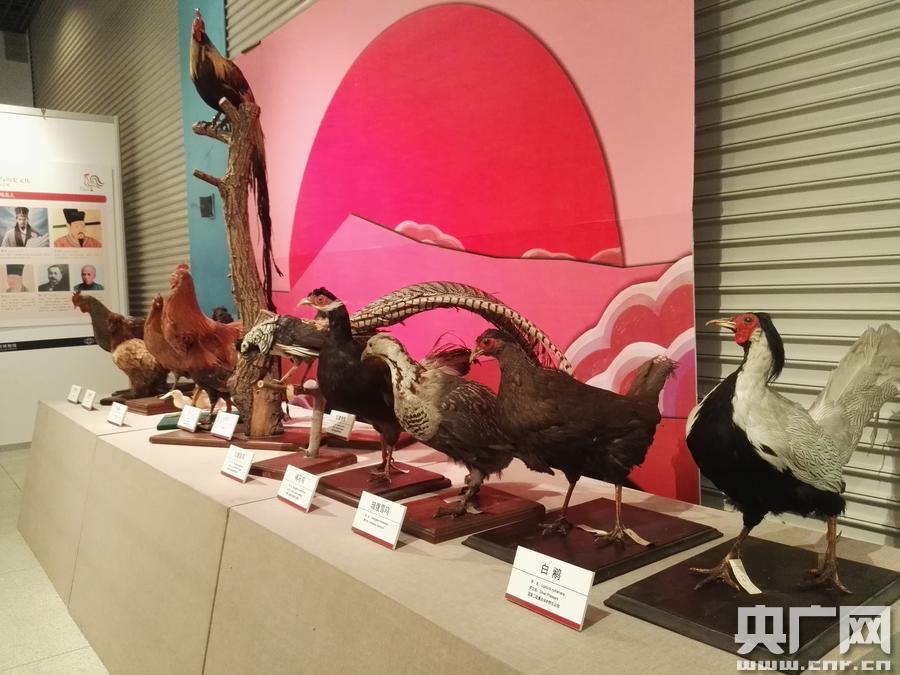 大连自然博物馆春节推出金鸡献瑞鸡年生肖展