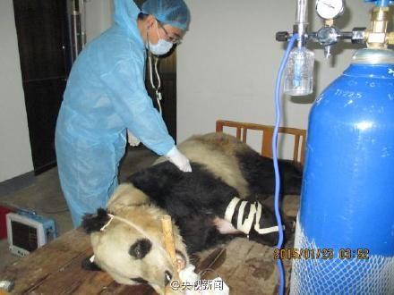 陕西国宝大熊猫