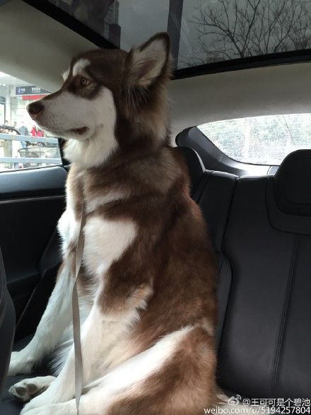 爱犬坐在豪车里