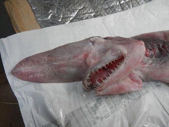 澳大利亚父子捕获史前剑吻鲨 被称海底 吸血鬼