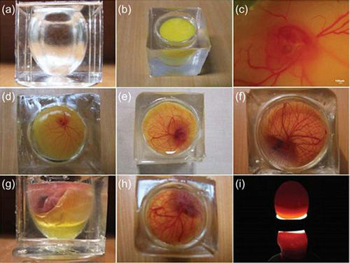 清华设计开发透明蛋壳:研究鸟类胚胎发育(组图
