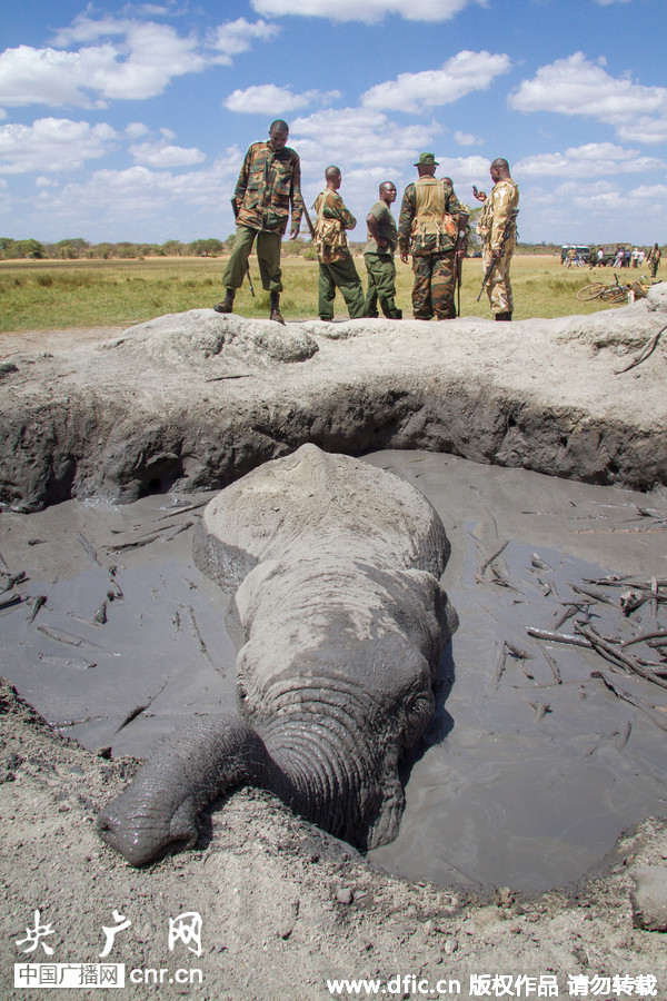 肯尼亚大象深陷泥坑12小时 幸得挖掘机相救逃出生天