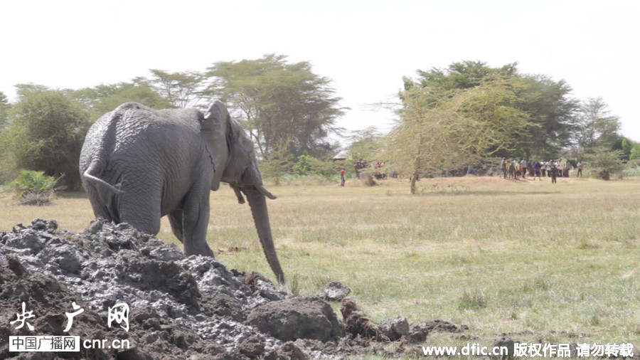 肯尼亚大象深陷泥坑12小时 幸得挖掘机相救逃出生天