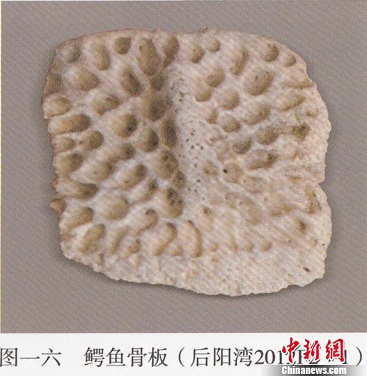 陕西石峁遗址首次发现4000多年前鳄鱼骨板