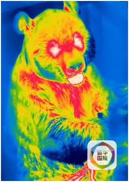 用热成像技术给大熊猫拍的照片