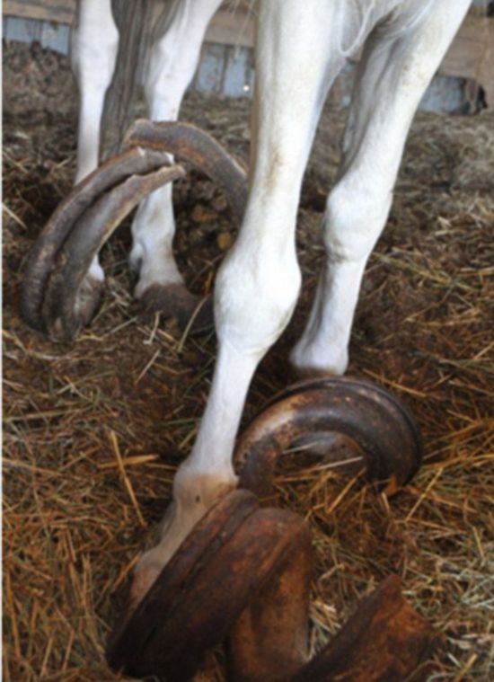3匹马被锁15年 粪便成堆马蹄指甲长91公分