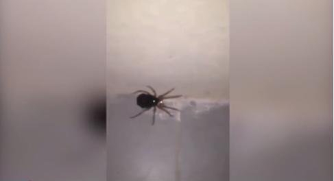 蜘蛛妈妈突然“爆炸” 体内涌出数百只宝宝(图)