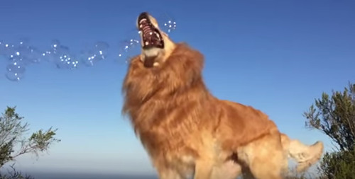 主人给狗狗拍特效视频 金毛爱犬一秒变狮子(图