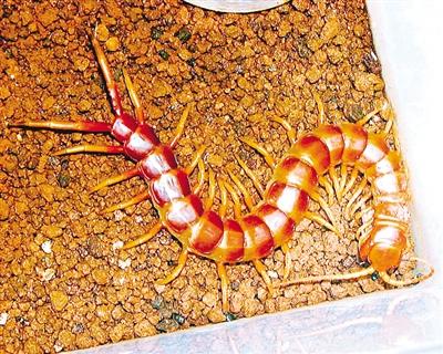 重庆出入境截获非法邮包：内藏近半米长巨人蜈蚣