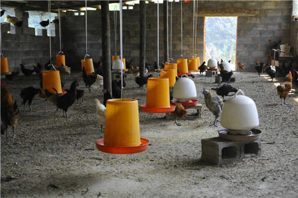 罗甸:让绿壳蛋鸡养殖成为扶贫攻坚生力军