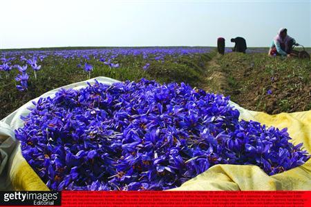媒体称西藏不产藏红花:超九成出自崇明岛(图)