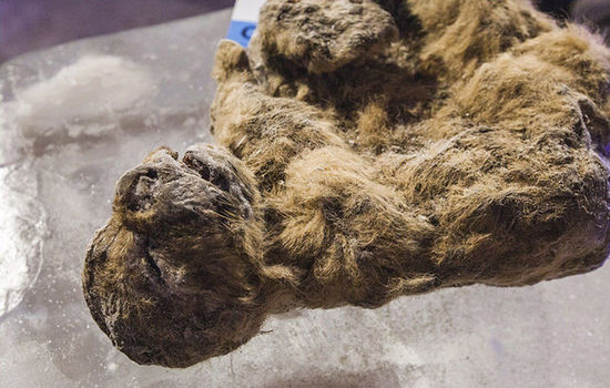 西伯利亚冰冻万年狮子尸体展出 专家称有望被克隆(高清组图)