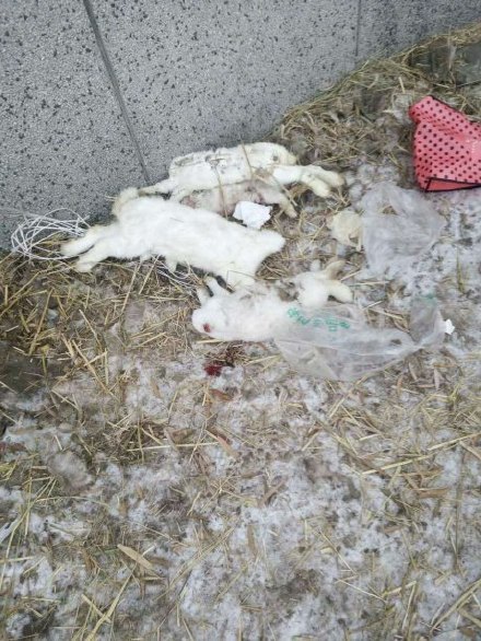 曝吉林大学校区现被试验后分尸的小牛和兔子