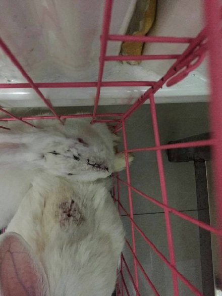 曝吉林大学校区现被试验后分尸的小牛和兔子
