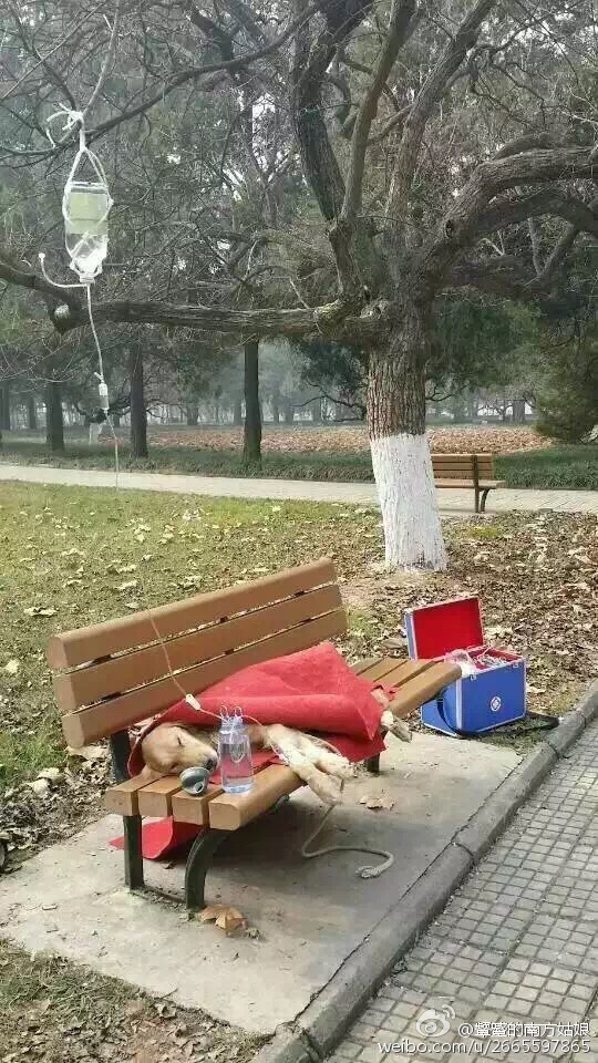 大学生校园长椅上给狗狗打吊瓶(图)
