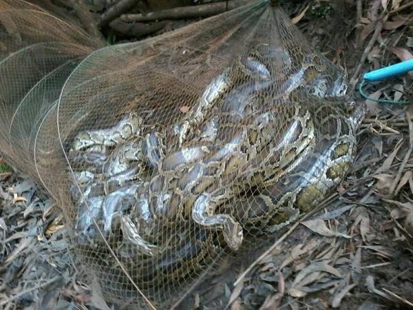 泰国渔民河边撒网捕鱼 却捞起6条大蟒蛇