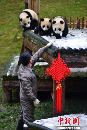 熊猫幼仔保育员:陪伴特别的家人过年