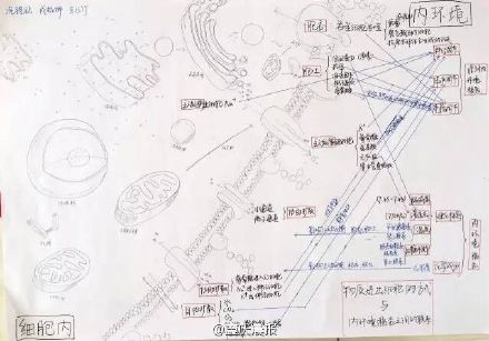 重庆高三学霸生物笔记逆天 手绘线粒体