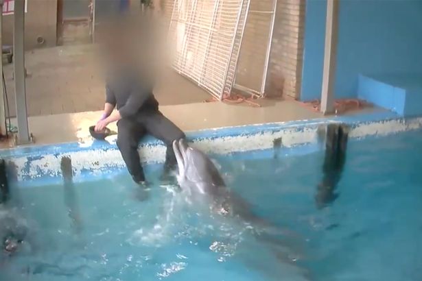 荷兰动物饲养员摸海豚生殖器视频曝光遭谴责