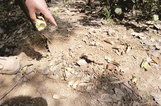 武汉动物园新生竹笋遭游客偷挖 竹林内遍地小坑