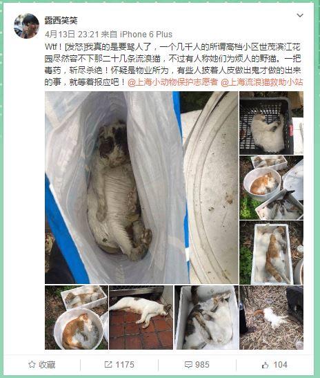 一夜间20余只流浪猫死亡