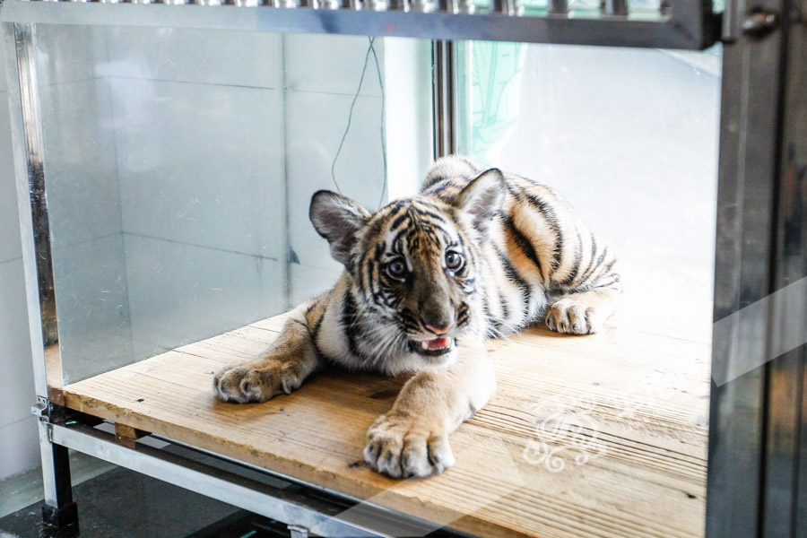 快来重庆动物园看刚出生的华南虎 不到半岁每
