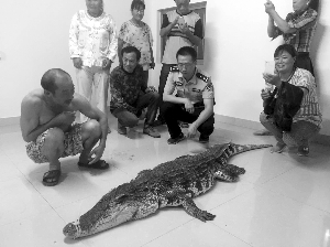 盐城村民河沟里捕鱼拉上大鳄鱼 属泰国暹罗鳄
