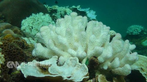 台湾垦丁水温破30度 珊瑚白化17年来最严重（图）