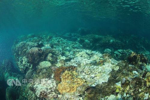台湾垦丁水温破30度 珊瑚白化17年来最严重（图）