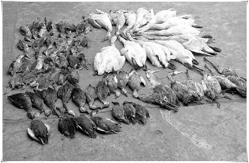 大量珍稀鸟类尸体现东洞庭湖 遭毒杀被卖到餐