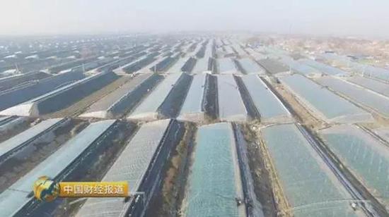 　　农忙时候种植大户竟然在家看戏？