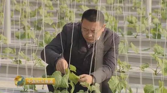 　　郭磊从以色列带回来的不仅仅是种植技术，还有养殖技术。在阳光大棚的地下室，郭磊正在进行特殊的驯化——给鳜鱼吃素。