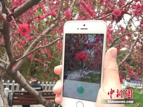 人工智能还能这么玩！识花神器让你三秒告别“花痴”