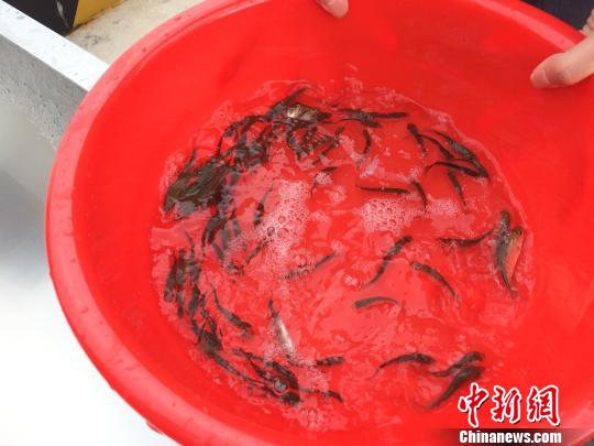 休渔期启动首日 广州南沙港区增殖放流投放鱼