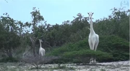 肯尼亚发现罕见白色长颈鹿 又高又白太显眼(图