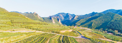 喀喇沁旗马鞍山村的山葡萄园.摄于2020年5月.