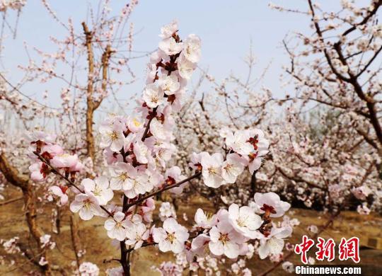 托克逊杏花怒放惹人醉花海一片引蜂来（图）