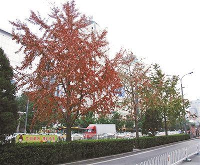 北京东长安街行道树银杏将更换为国槐