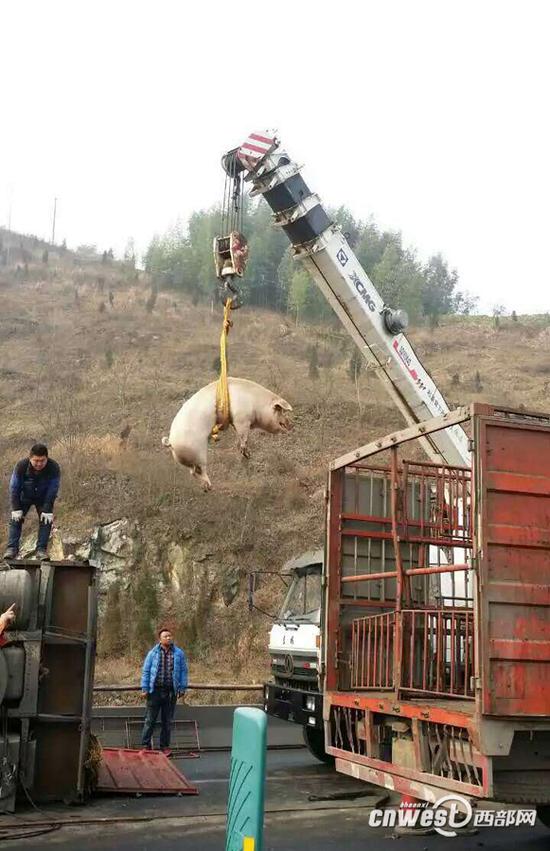 运猪车高速路侧翻 救援人员用吊车抓猪(图)