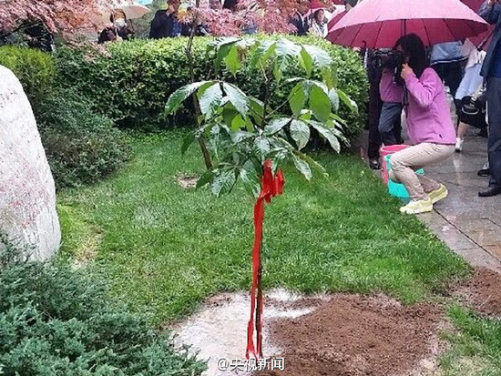 现存唯一一株玄奘手植娑罗树子树 移植大慈恩寺