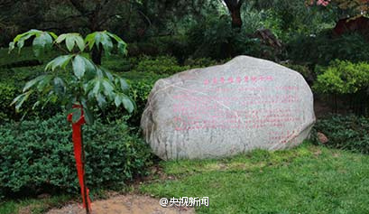 现存唯一一株玄奘手植娑罗树子树 移植大慈恩寺