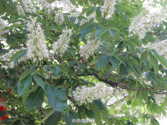 现存唯一一株玄奘手植娑罗树子树 移植大慈恩寺