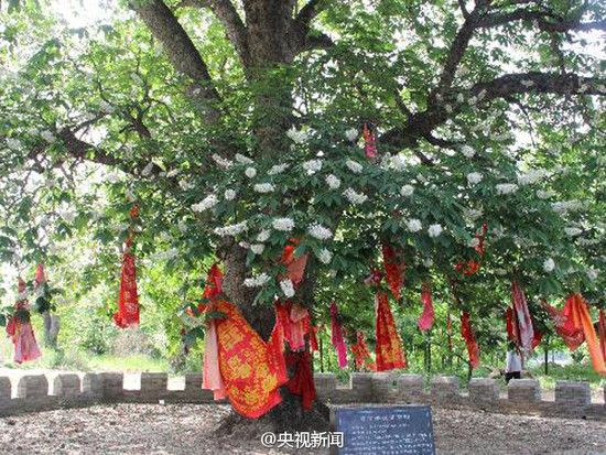 现存唯一一株玄奘手植娑罗树子树 移植大慈恩寺