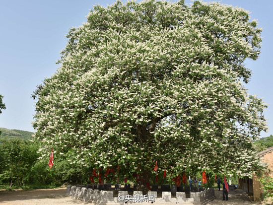 现存唯一一株玄奘手植娑罗树子树 移植大慈恩寺